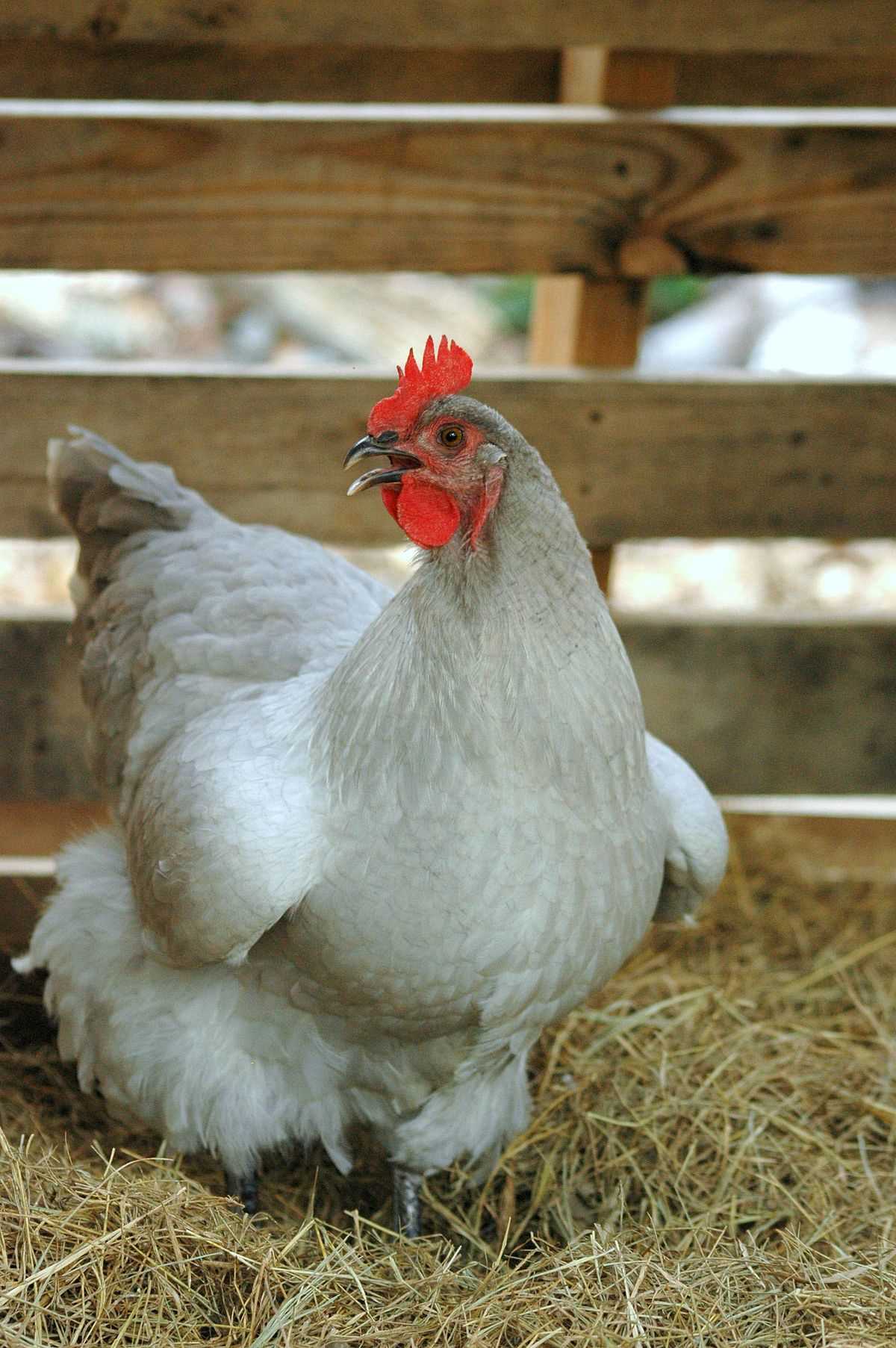Lavender Chicken Breeds A Guide to Beautiful and Fragrant Poultry
