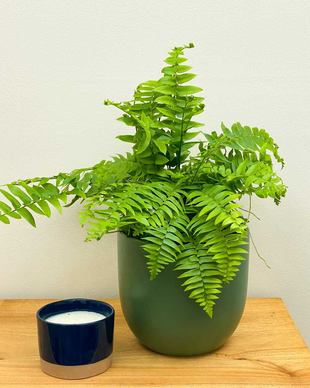 Macho Fern A Comprehensive Guide to Growing and Caring for this Stunning Houseplant