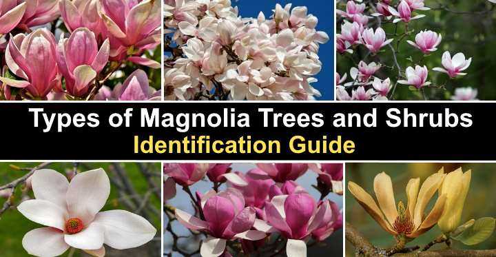 Section 3: Caring for Magnolia Trees