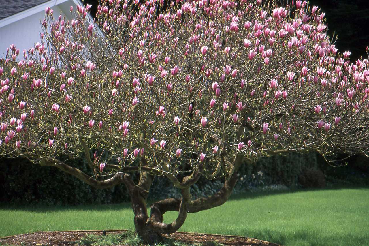 The History and Origin of Magnolia liliiflora