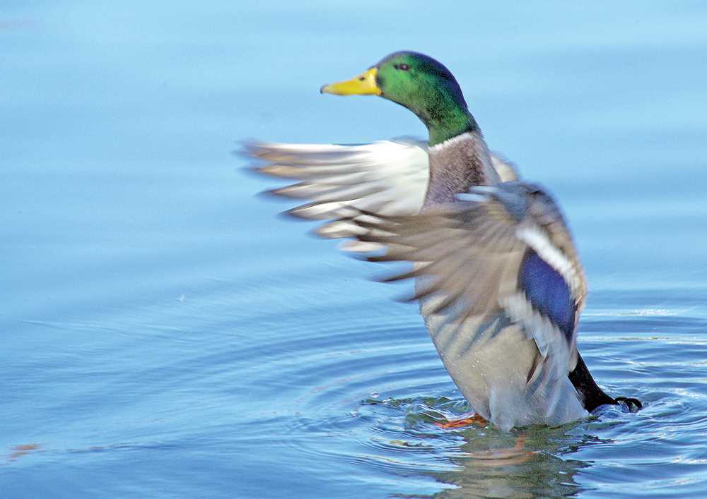 Mallard Drake The Ultimate Guide to Identifying and Understanding This Popular Duck Species