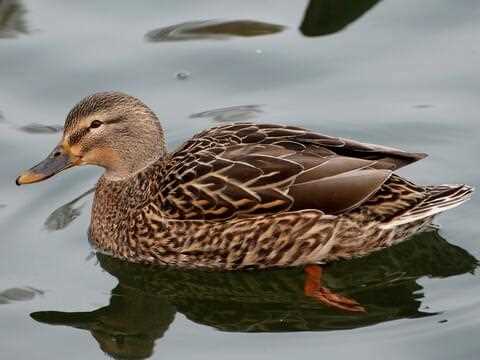 Mallard Drake: The Ultimate Guide