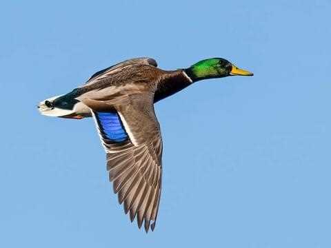 Identifying a Mallard Drake