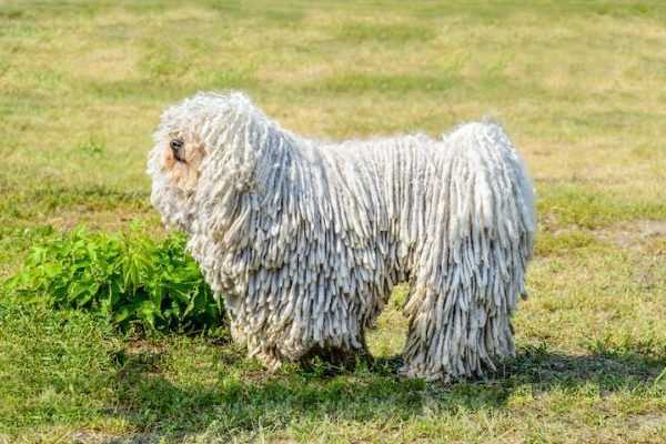 Why are They Called Mop-Like Breeds?