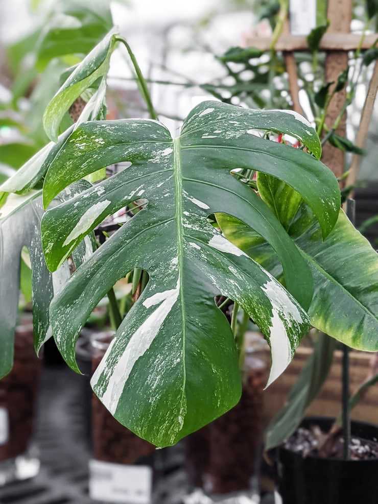 Key features of Monstera albo
