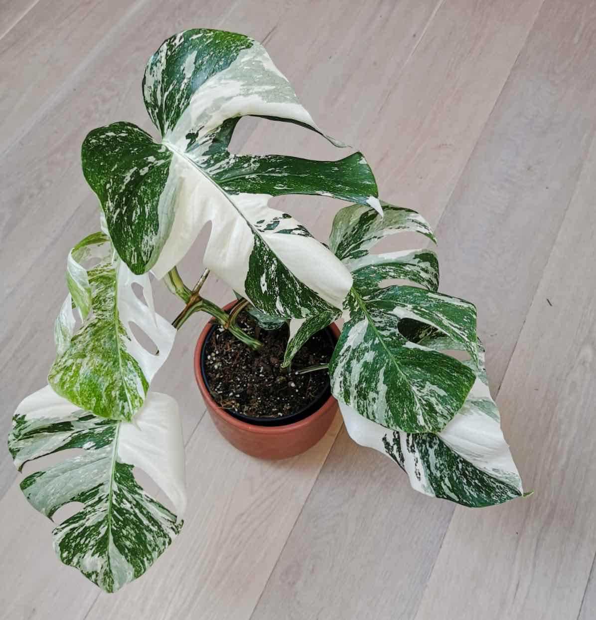 Light requirements for Monstera albo