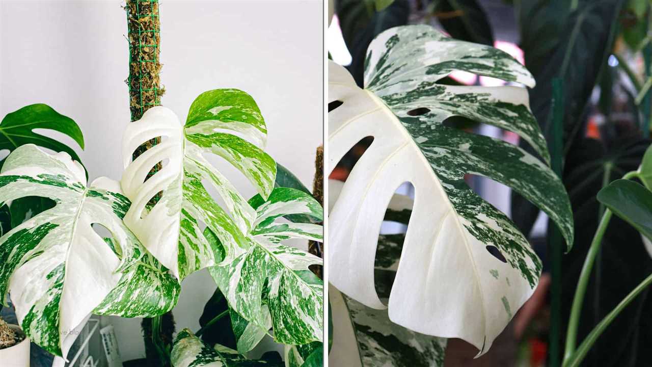 Watering and humidity needs of Monstera albo