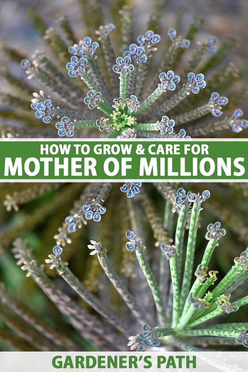 Fertilizing Mother of Millions
