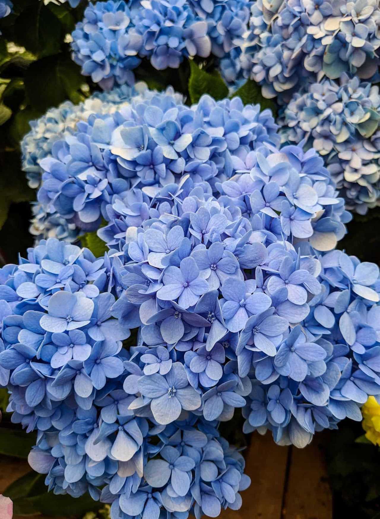 Nikko Blue Hydrangea A Guide to Growing and Caring for this Stunning Flower