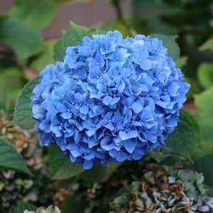 Growing Nikko Blue Hydrangea