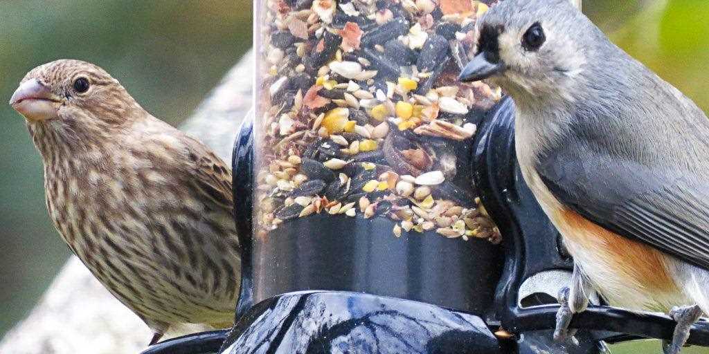 Creating the Perfect Bird Feeding Station