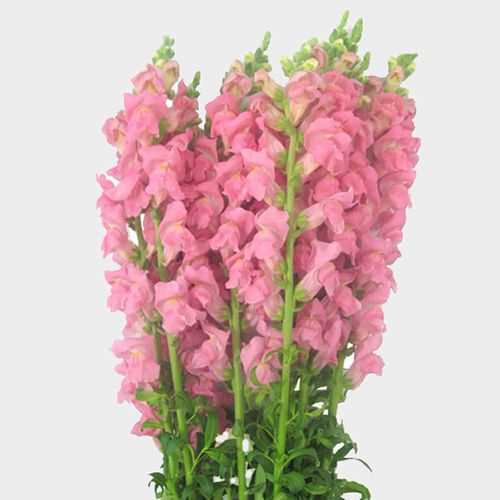 Where to find Pink Snap Dragons?