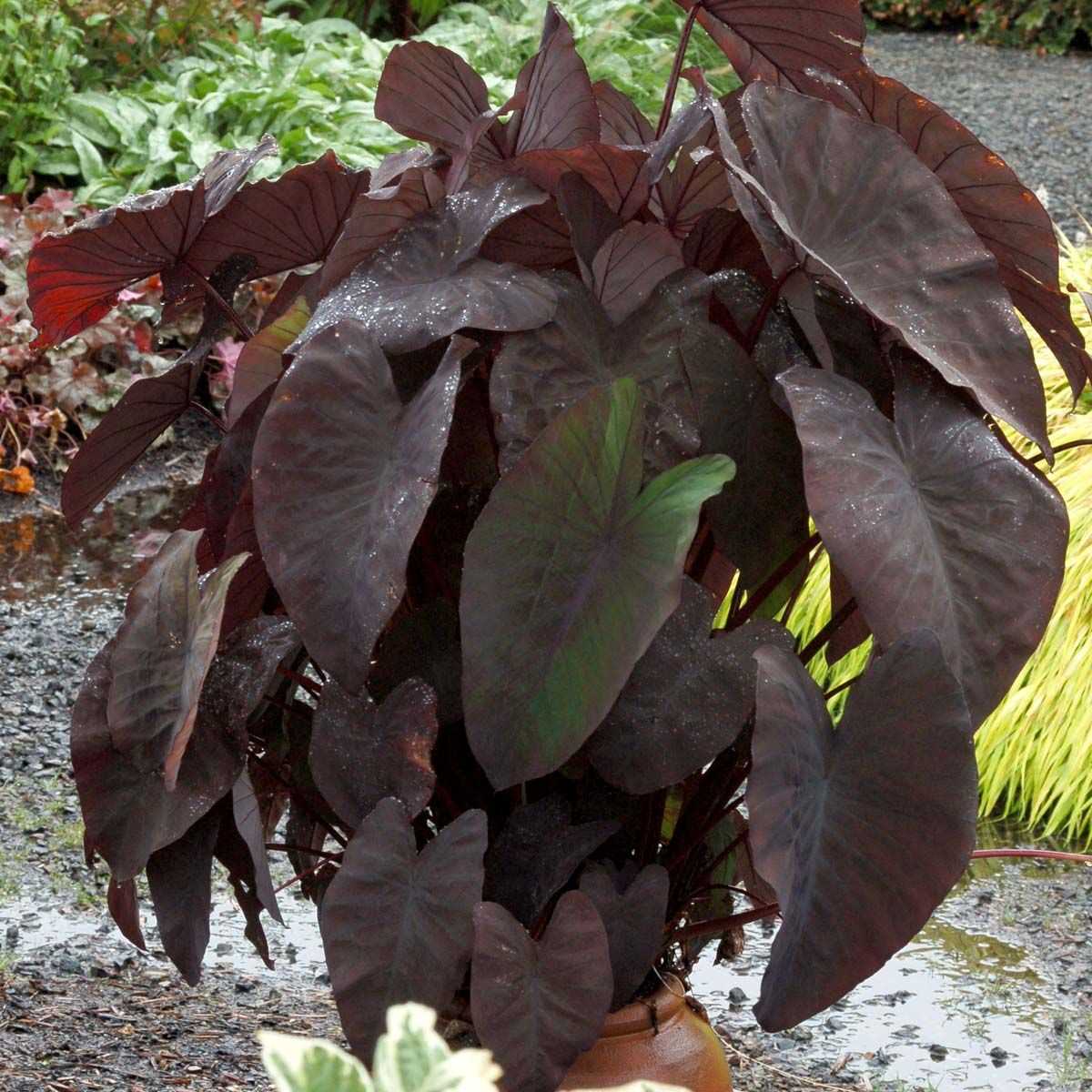 All About Black Elephant Ear Plant Care Tips and Growing Guide