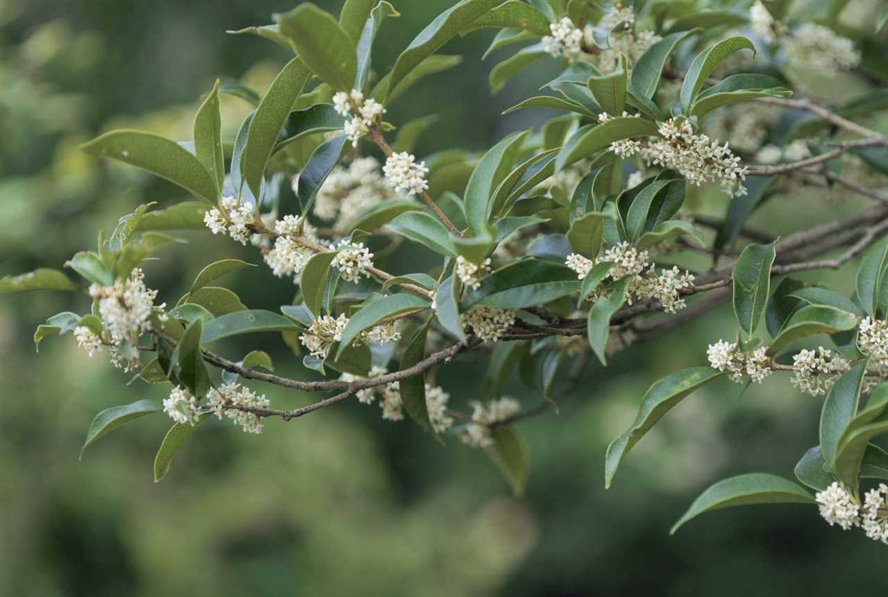 What is Osmanthus Fragrans?