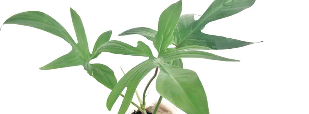 About Philodendron Florida Beauty