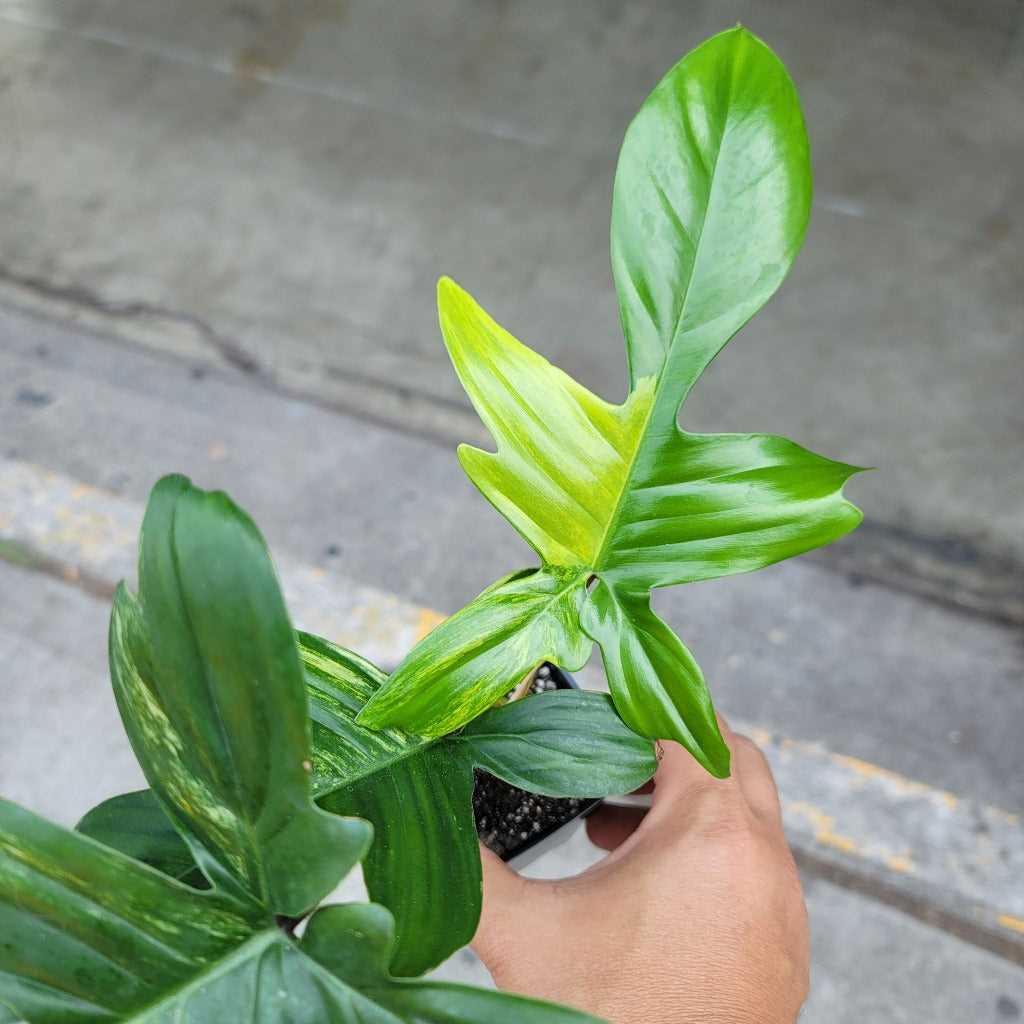 Benefits of Growing Philodendron Florida Beauty