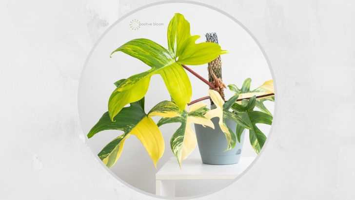 Growing Philodendron Florida Beauty