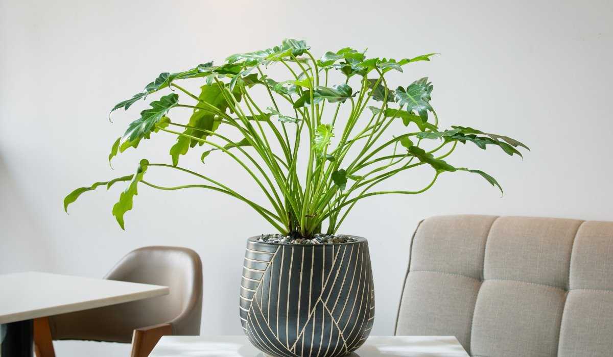 Philodendron Xanadu A Guide to Growing and Caring for This Tropical Houseplant