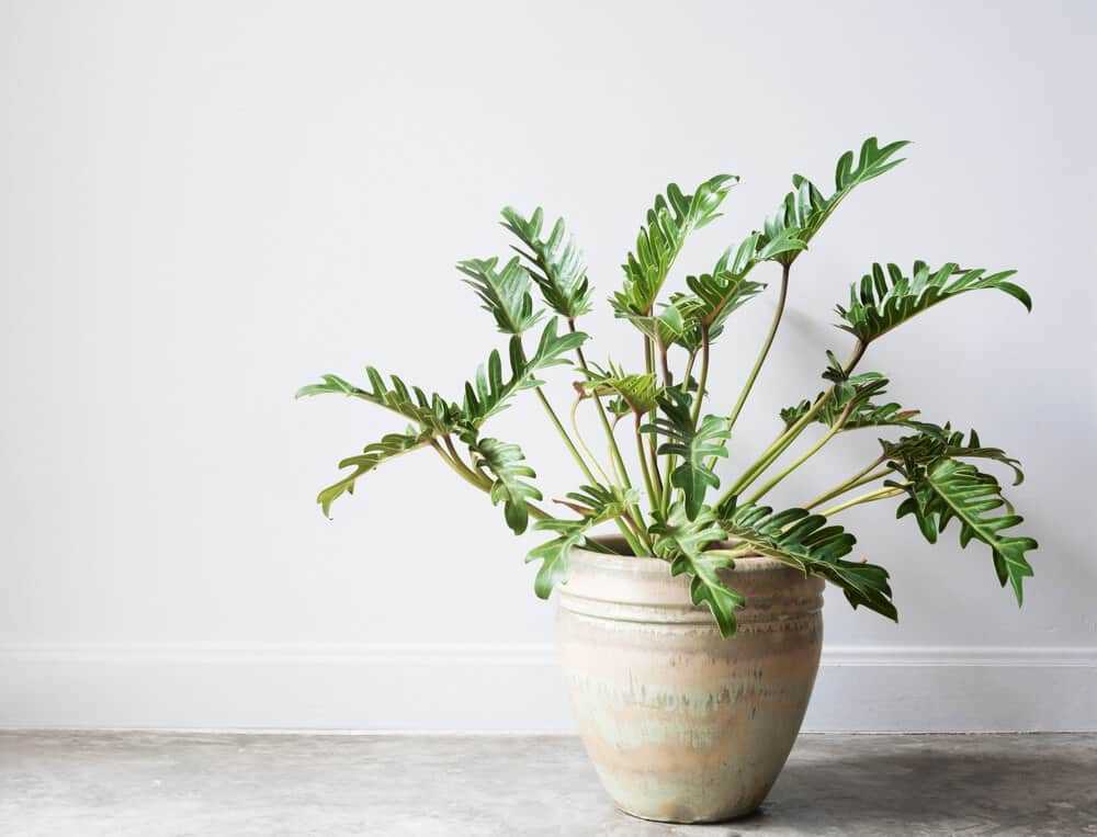 What is Philodendron Xanadu?