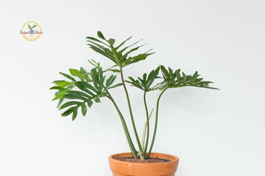 Overview of the plant