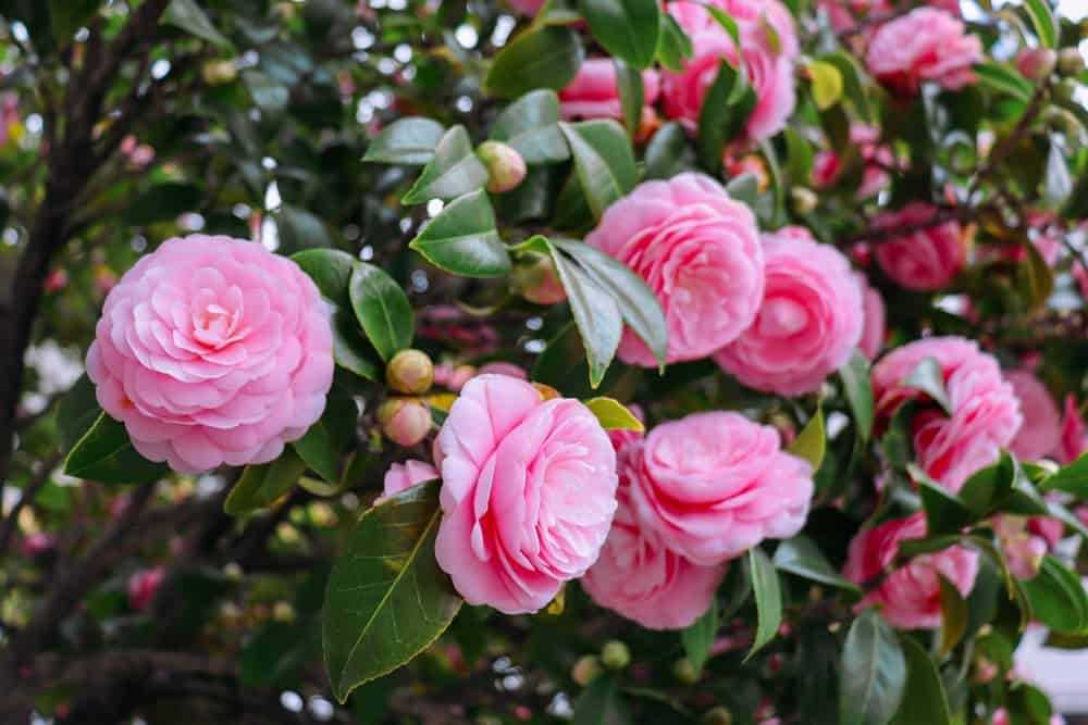 Pink Camellia A Guide to Growing and Caring for this Beautiful Flower