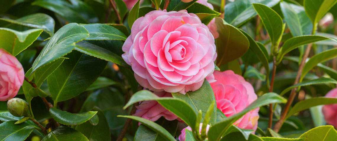 History and Symbolism of Pink Camellia