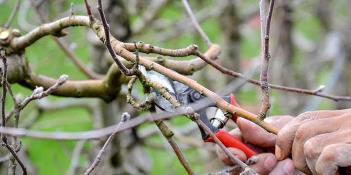 Mulching and Fertilizing