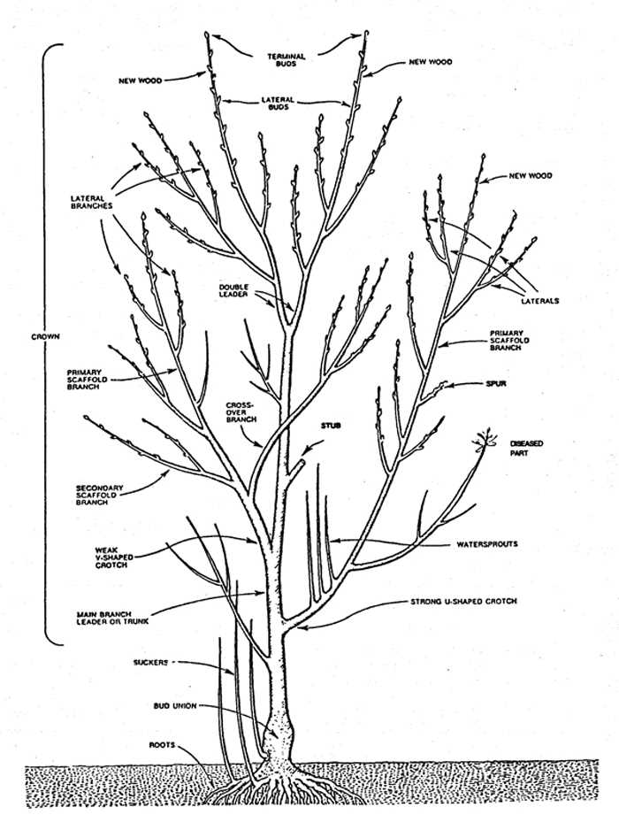 Pruning Techniques