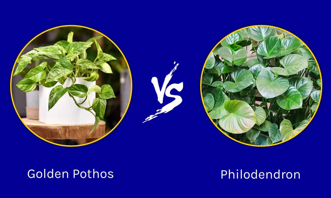 Pothos vs Philodendron A Complete Comparison Guide