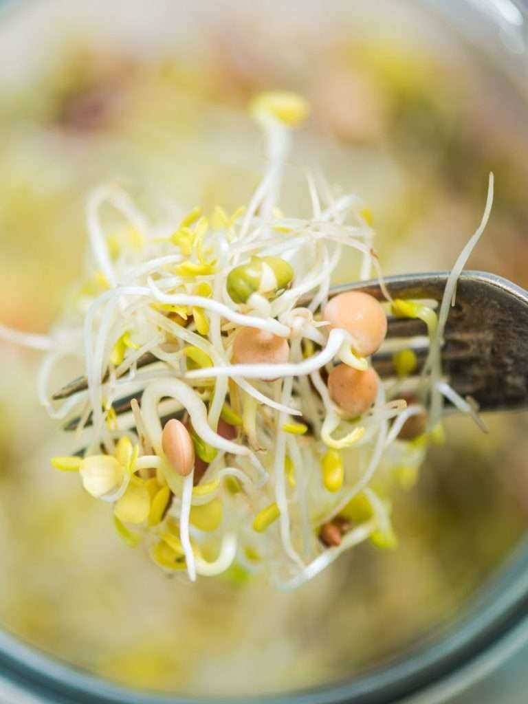 Sprouting Jar The Ultimate Guide to Growing Sprouts at Home