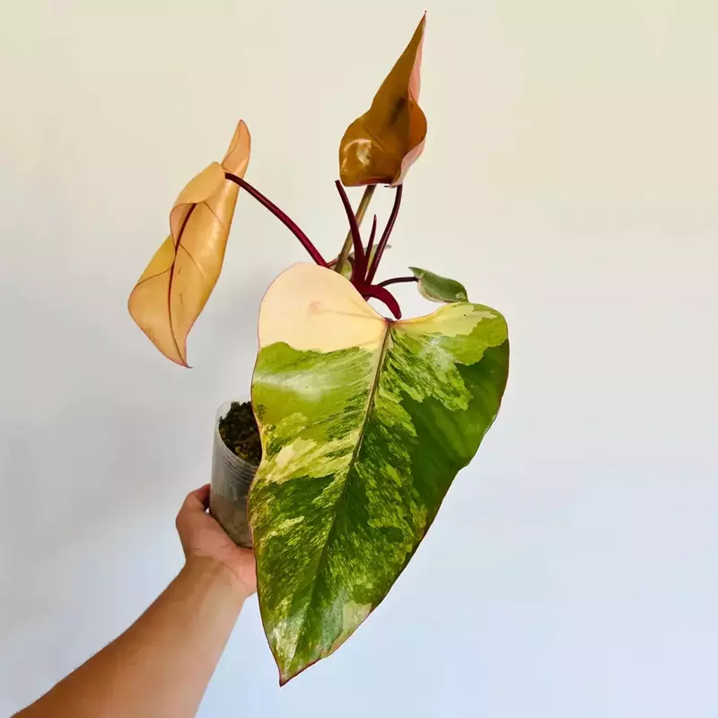How to Care for Your Strawberry Shake Philodendron