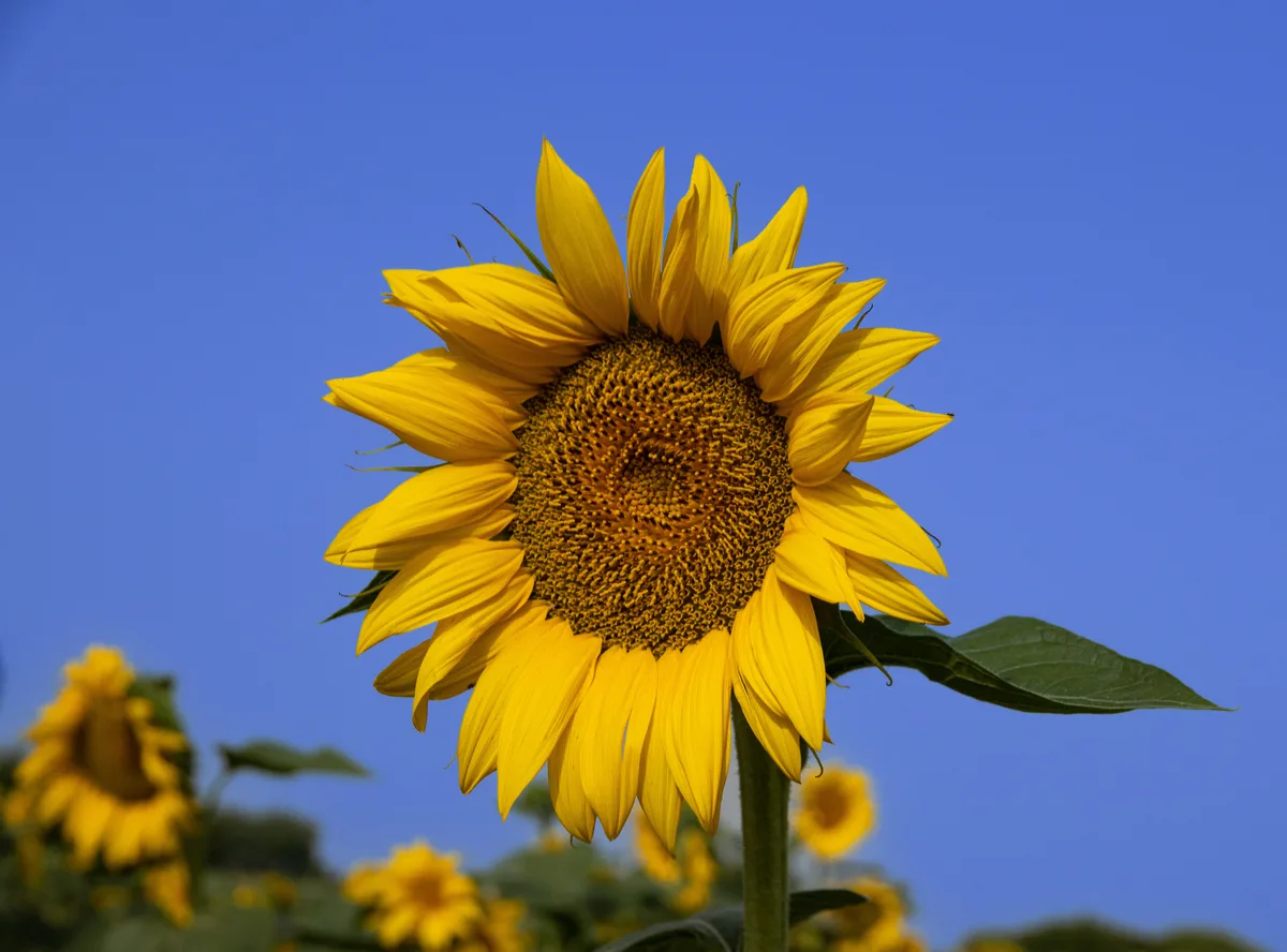 What are Sunflower Companion Plants?