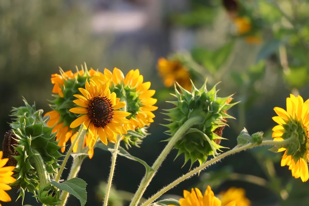 Definition of Sunflower Companion Plants