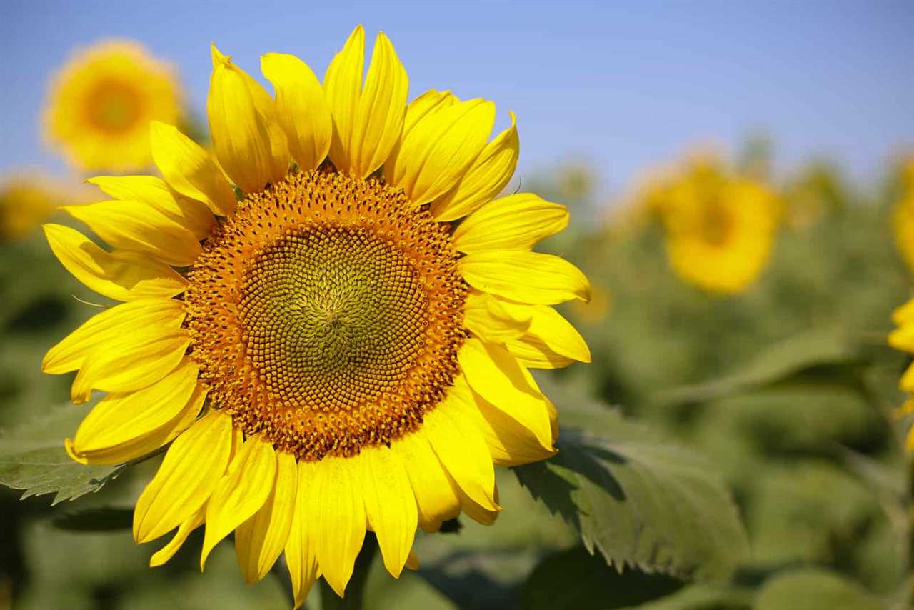 Climate Considerations for Sunflower Companion Plants