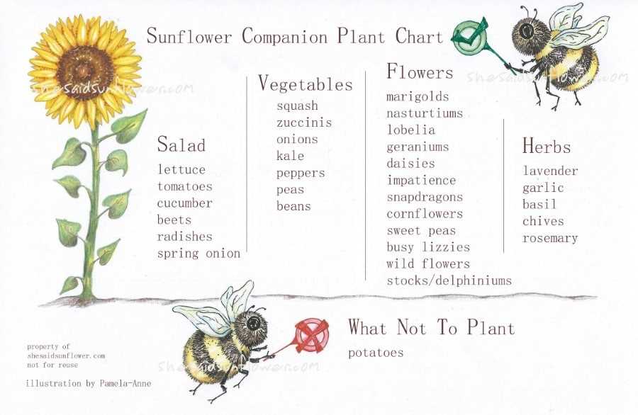 Sunflower Varieties and Their Compatible Plants