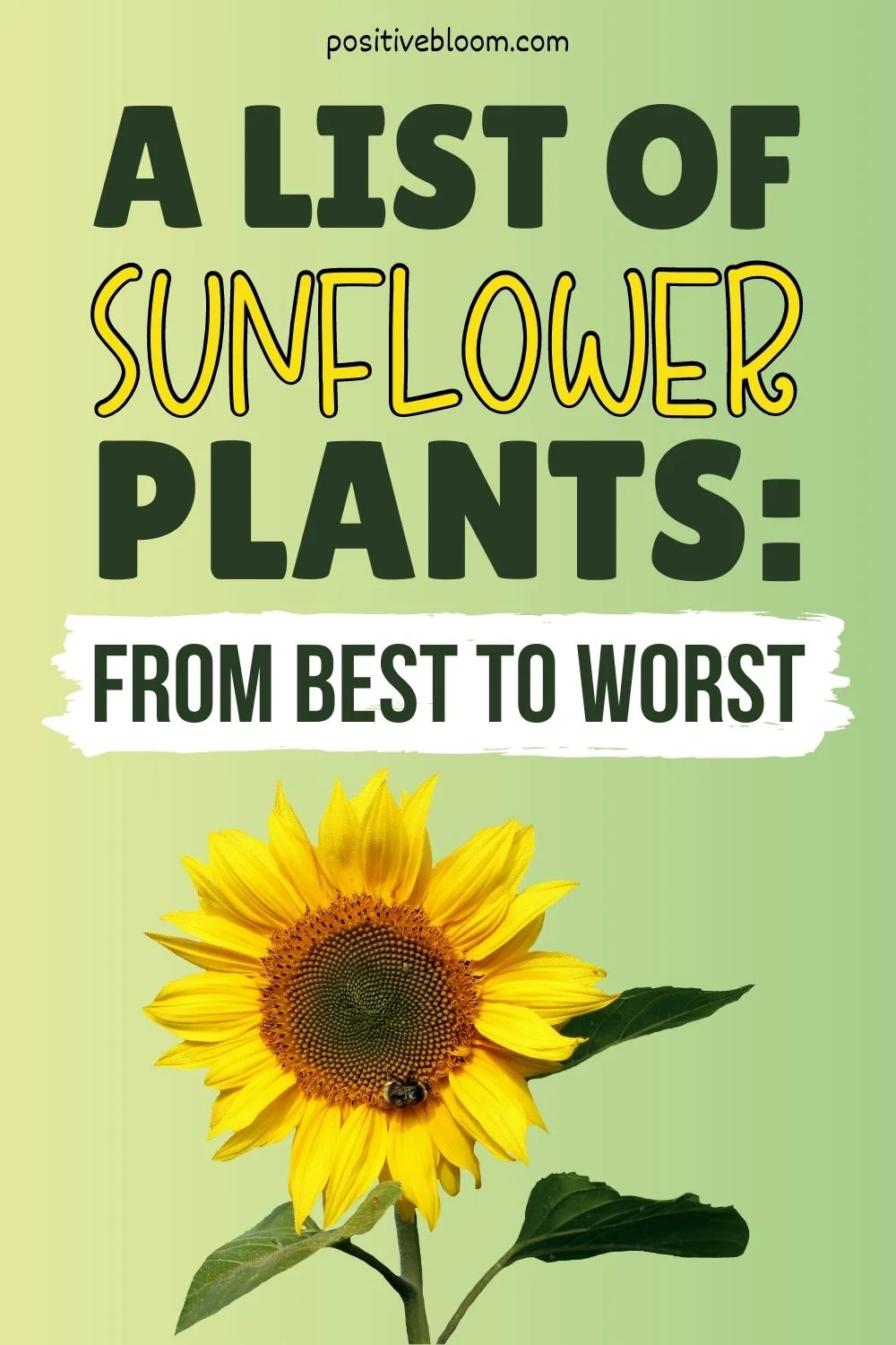Interplanting Sunflowers with Compatible Plants