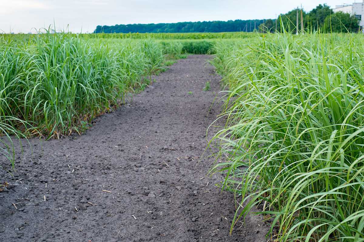 Benefits of Switchgrass Seed